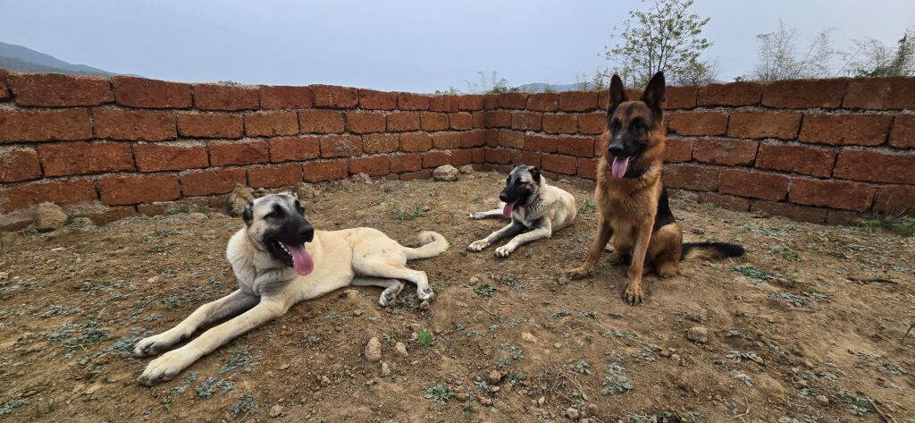 Farm Guardians